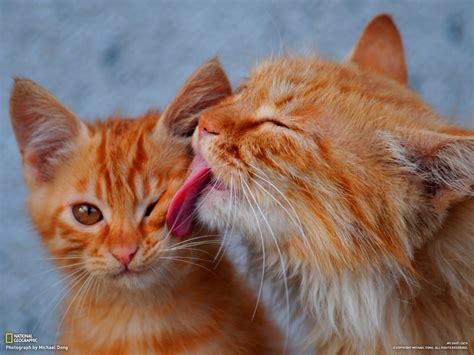 Animals licking pussies. Things To Know About Animals licking pussies. 